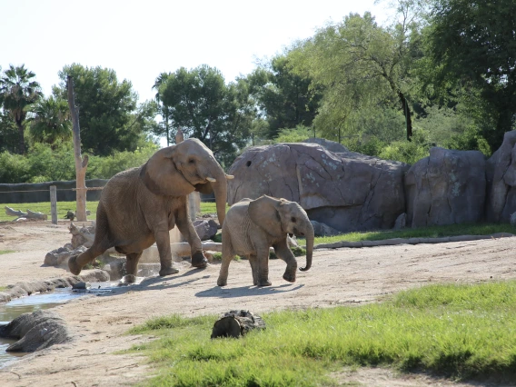 Semba and Penzi, a mother and baby elephant, in their zoo habitat.