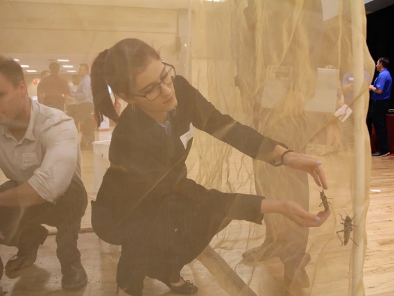 Image of man and woman in a net tent catching grasshoppers