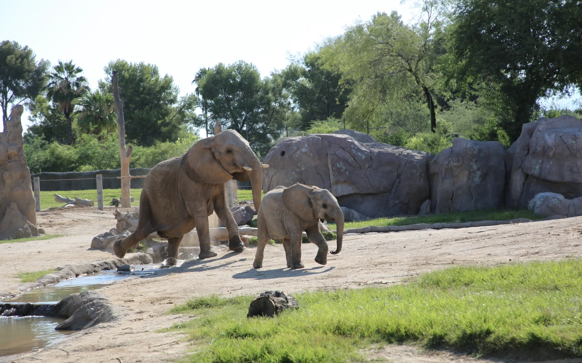 Semba and Penzi, a mother and baby elephant, in their zoo habitat.