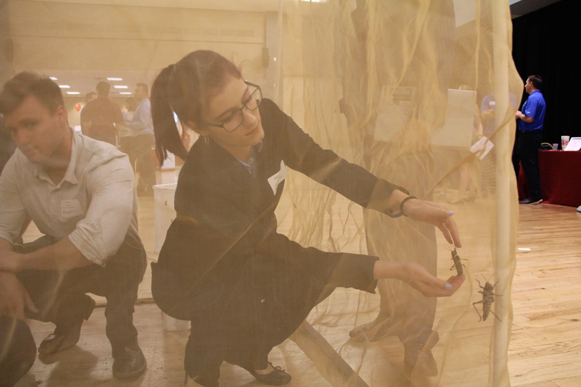 Image of man and woman in a net tent catching grasshoppers