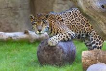 Bella the jaguar