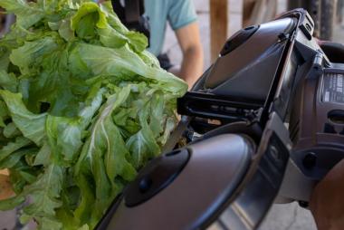 A table saw next to a bunch of leafy greens.