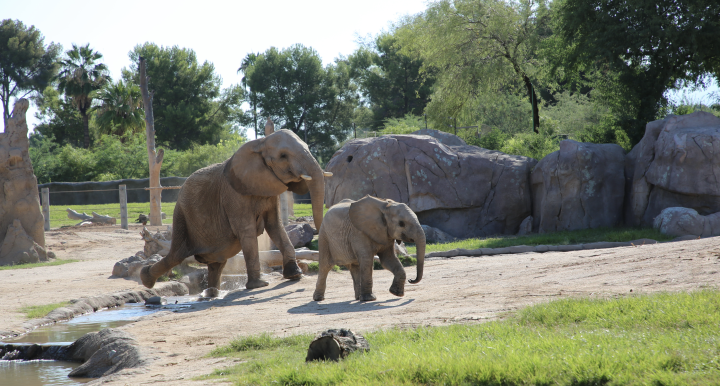 Semba and Penzi, a mother and baby elephant, in their zoo habitat.