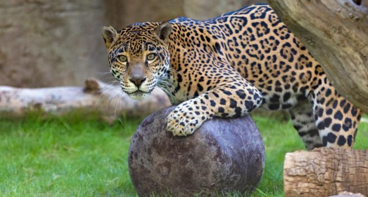 Bella the jaguar